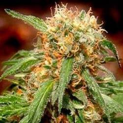 Sweet Tai Feminizada de Sweet Seeds