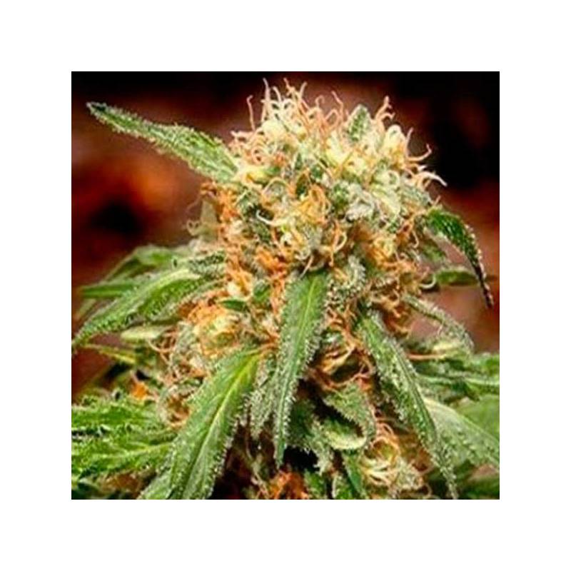 Sweet Tai Feminizada de Sweet Seeds