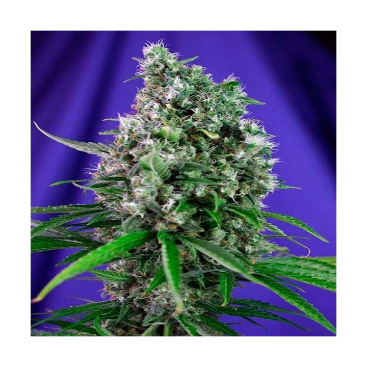 Sweet Trainwreck Autofloreciente Feminizada de Sweet Seeds
