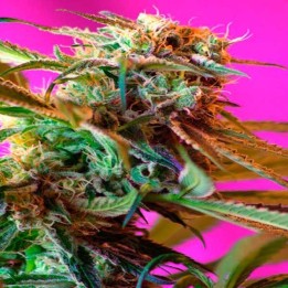 Wild Rose Feminizada de Sweet Seeds
