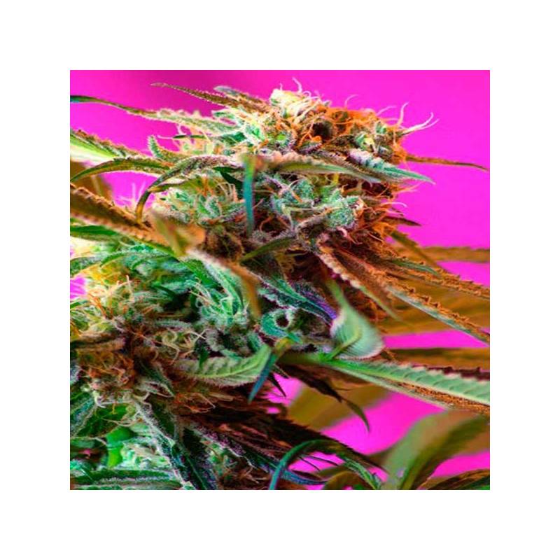 Wild Rose Feminizada de Sweet Seeds Wild Rose Feminizada de Sweet Seeds