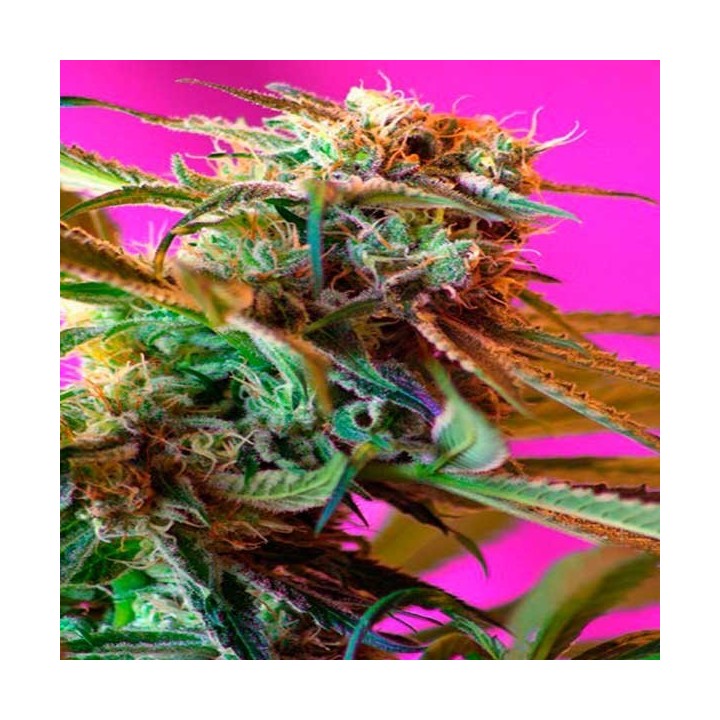 Wild Rose Feminizada de Sweet Seeds