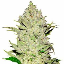 Chronical Feminizada de Bulk Seeds Bank