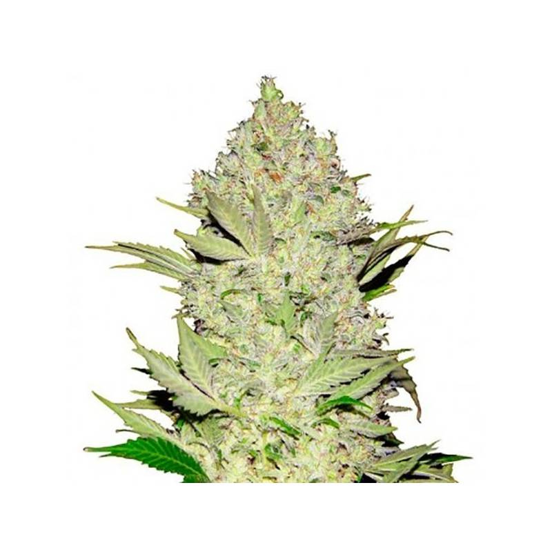 Chronical Feminizada de Bulk Seeds Bank