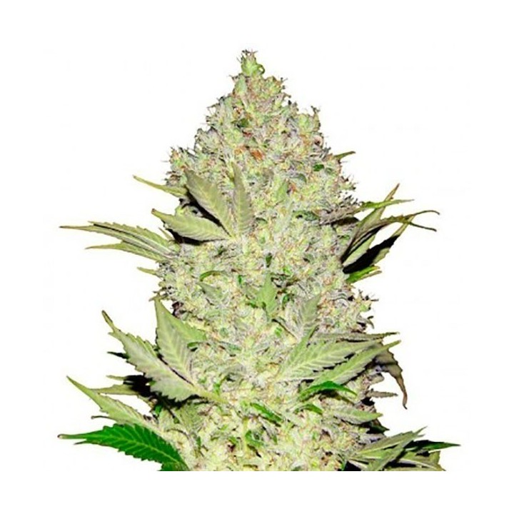 Chronical Feminizada de Bulk Seeds Bank