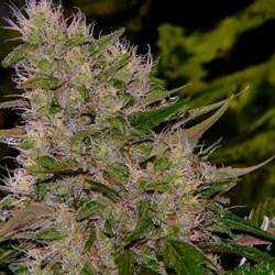 Critical Mass Feminizada de Bulk Seeds Bank