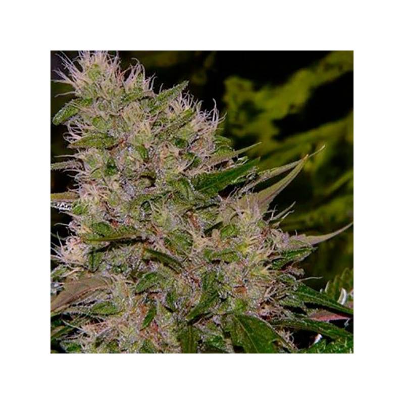 Critical Mass Feminizada de Bulk Seeds Bank