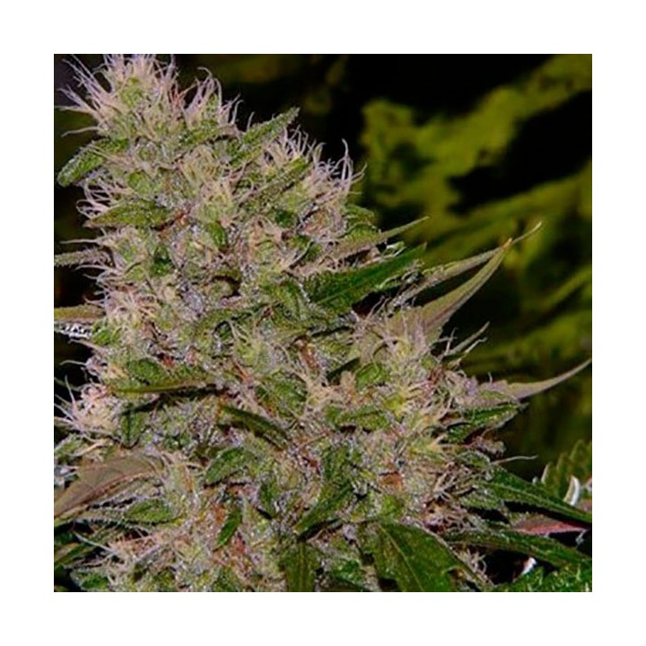 Critical Mass Feminizada de Bulk Seeds Bank
