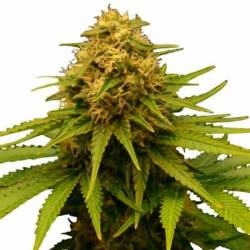 Critical Feminizada de Bulk Seeds Bank