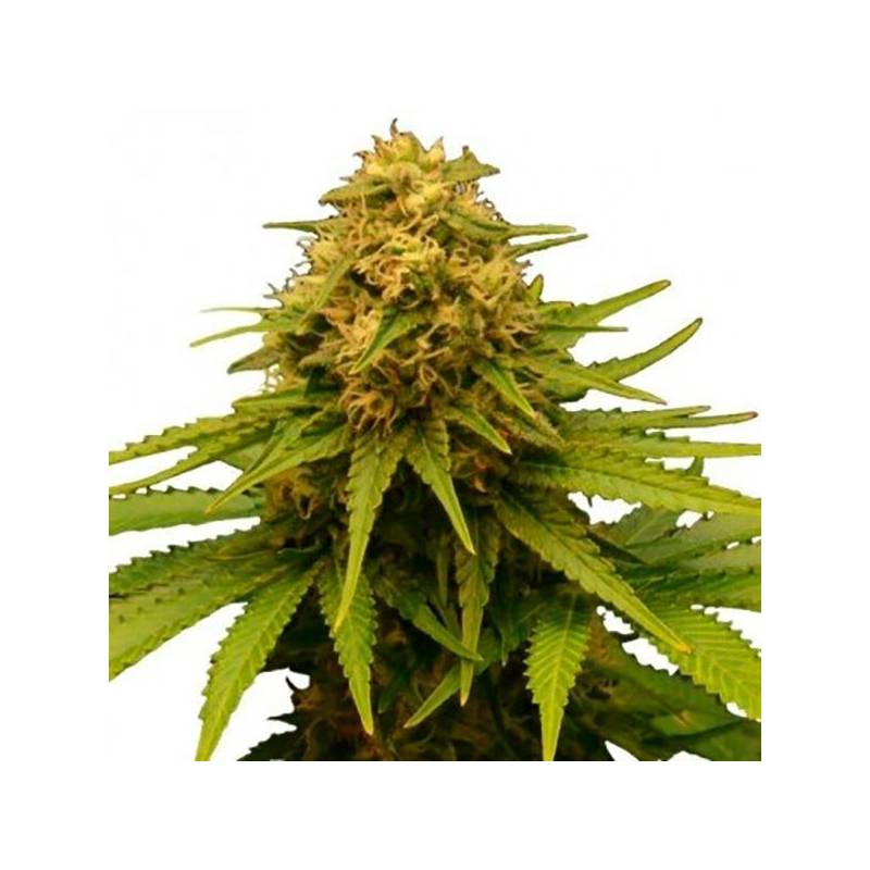 Critical Feminizada de Bulk Seeds Bank