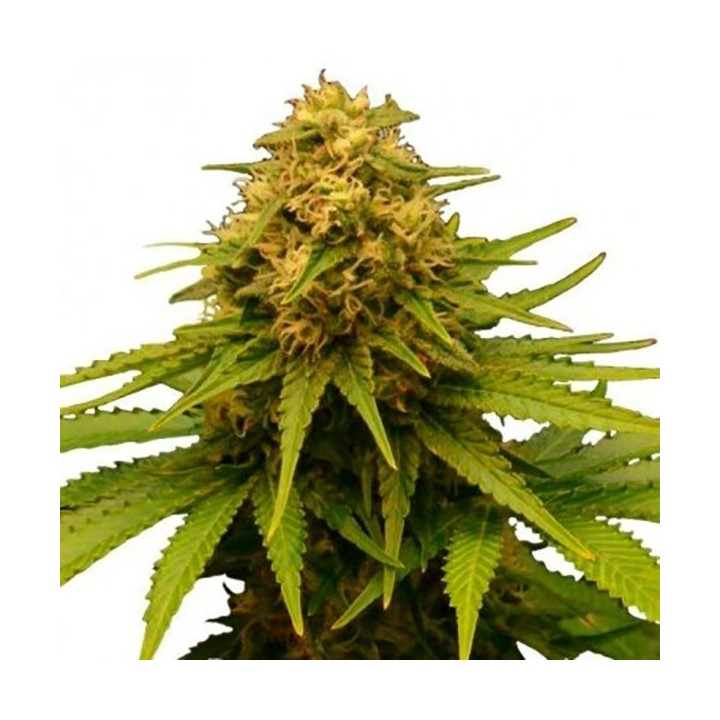 Critical Feminizada de Bulk Seeds Bank