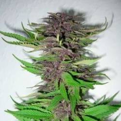 Dubai Poison Feminizada de Bulk Seeds Bank