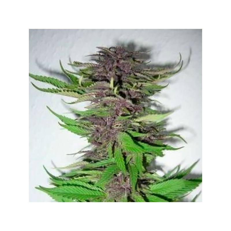 Dubai Poison Feminizada de Bulk Seeds Bank