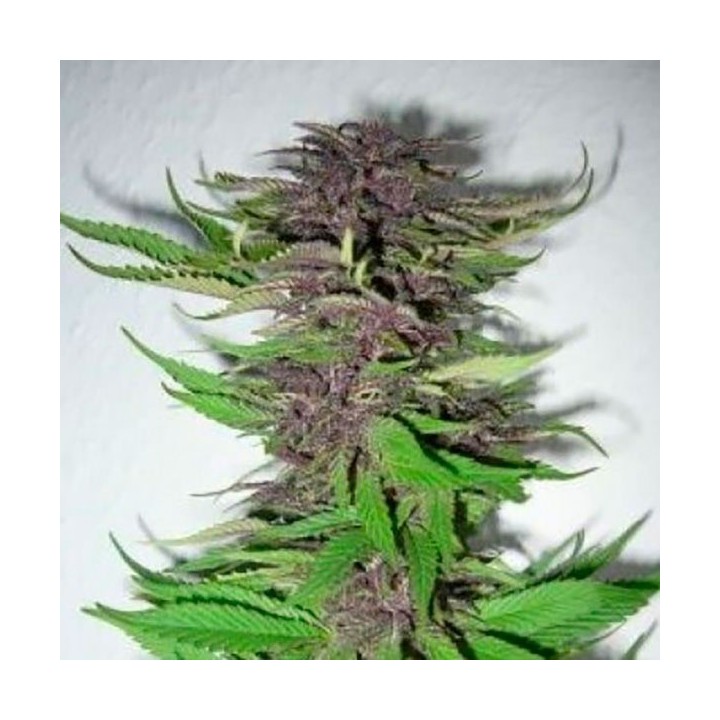 Dubai Poison Feminizada de Bulk Seeds Bank