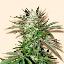 Early Top Skunk Feminizada de Bulk Seeds Bank