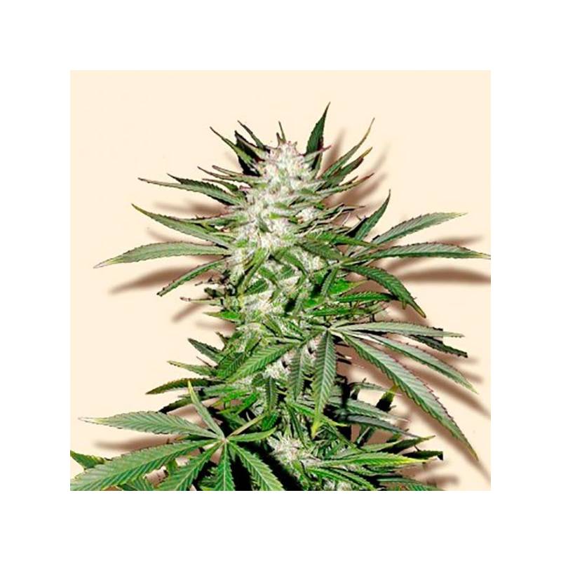 Early Top Skunk Feminizada de Bulk Seeds Bank