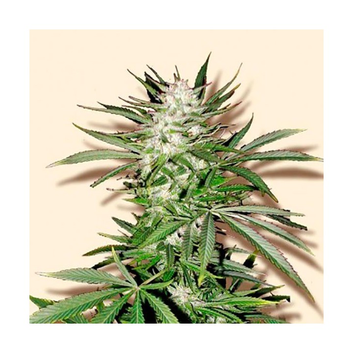 Early Top Skunk Feminizada de Bulk Seeds Bank