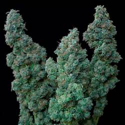 Euforia Special Feminizada de Bulk Seeds Bank