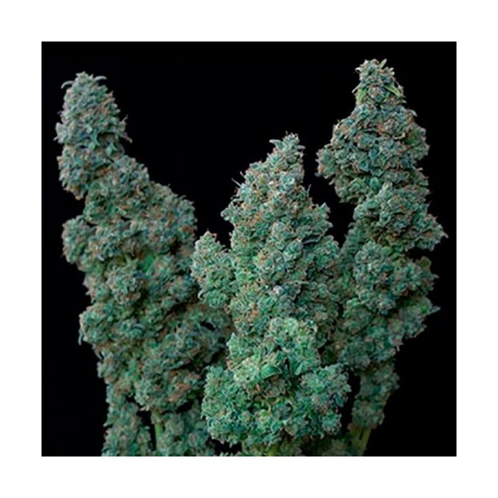 Euforia Special Feminizada de Bulk Seeds Bank