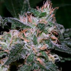 Grapefruit Feminizada de Bulk Seeds Bank