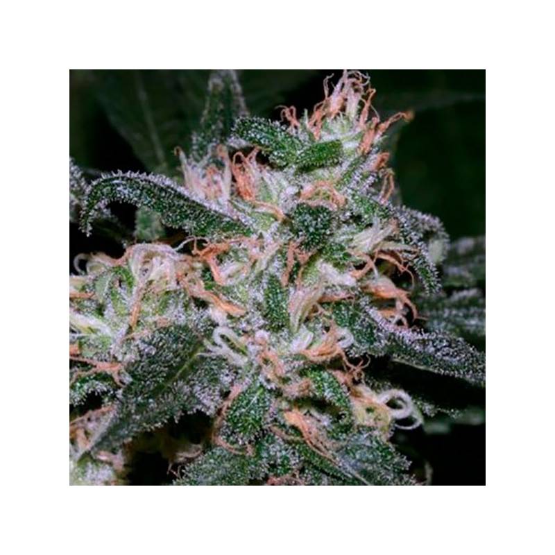 Grapefruit Feminizada de Bulk Seeds Bank Grapefruit Feminizada de Bulk Seeds Bank