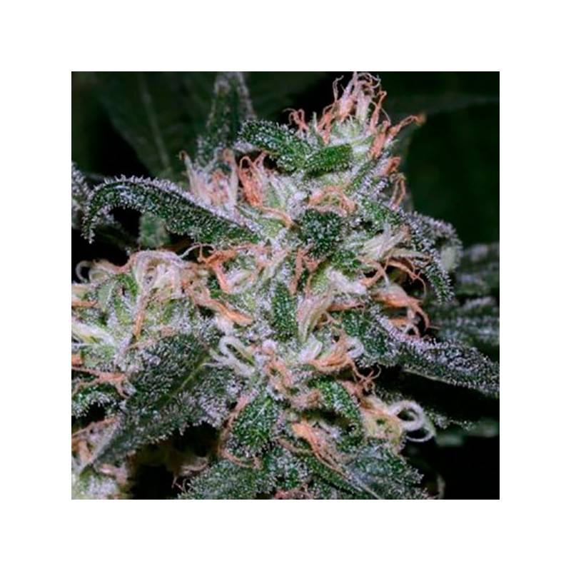 Grapefruit Feminizada de Bulk Seeds Bank