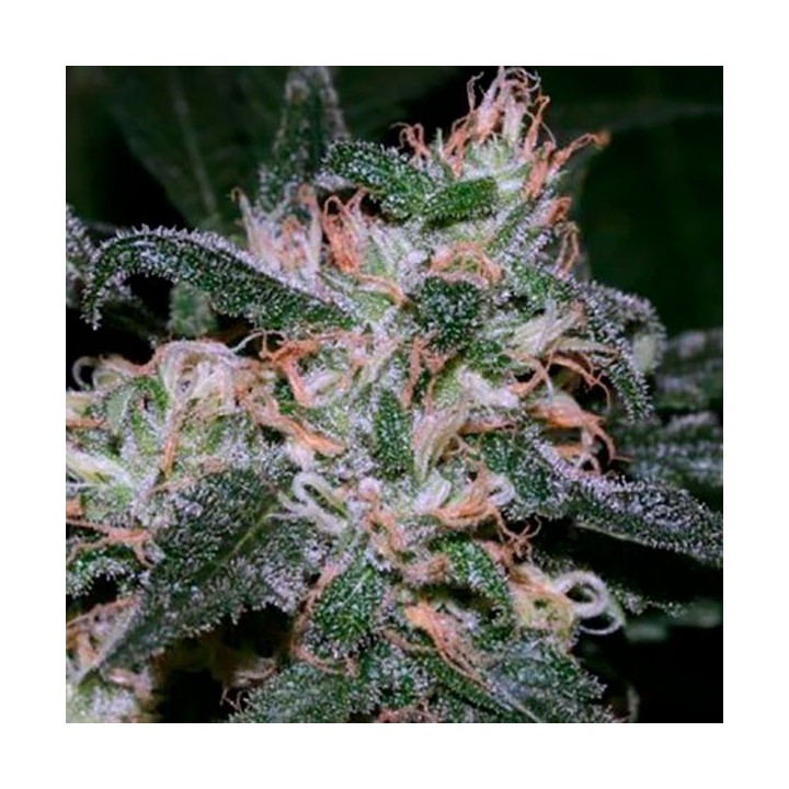 Grapefruit Feminizada de Bulk Seeds Bank