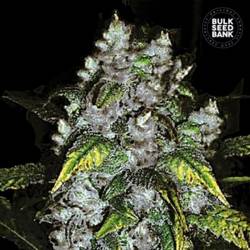 Good Wild Shark Feminizada de Bulk Seeds Bank