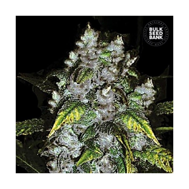 Good Wild Shark Feminizada de Bulk Seeds Bank
