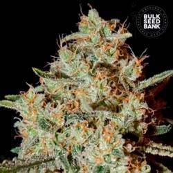 Nepal Gold Feminizada de Bulk Seeds Bank