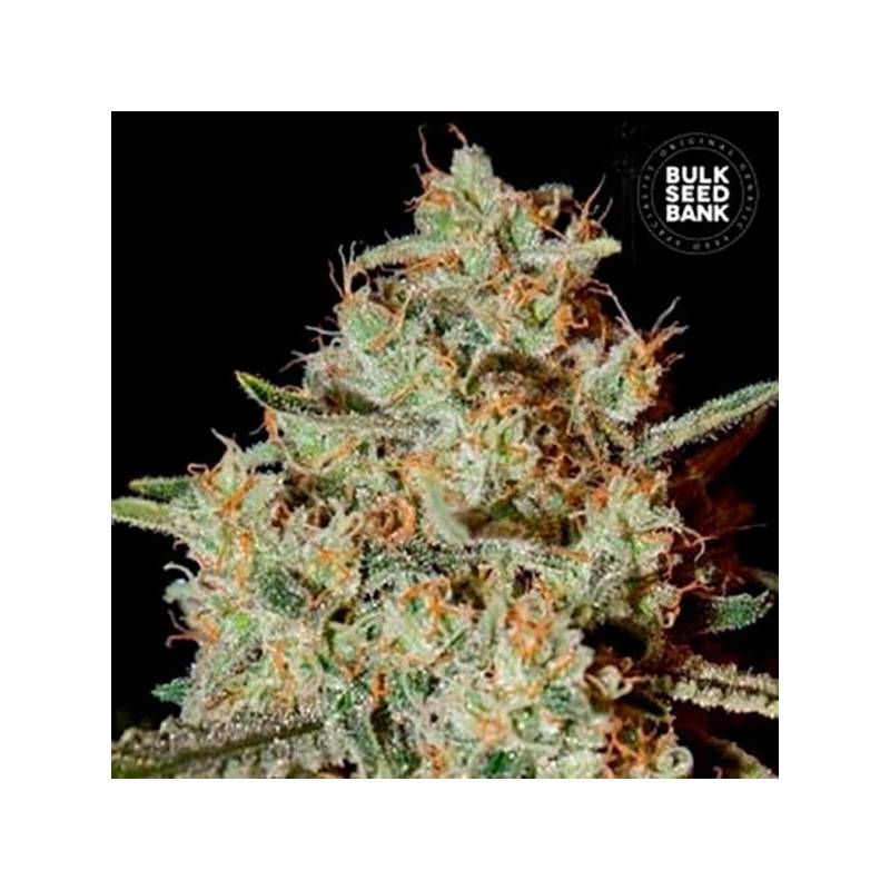 Nepal Gold Feminizada de Bulk Seeds Bank