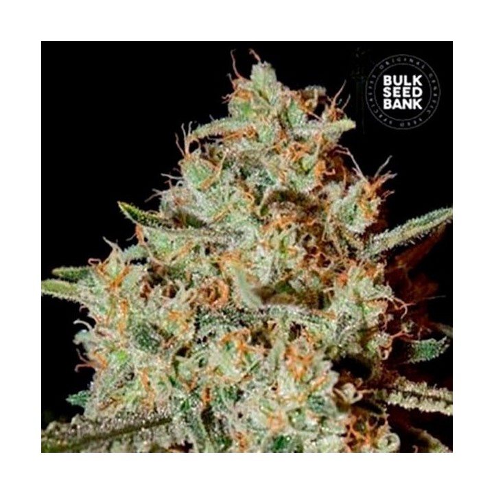 Nepal Gold Feminizada de Bulk Seeds Bank
