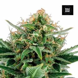 Jack Hair Feminizada de Bulk Seeds Bank