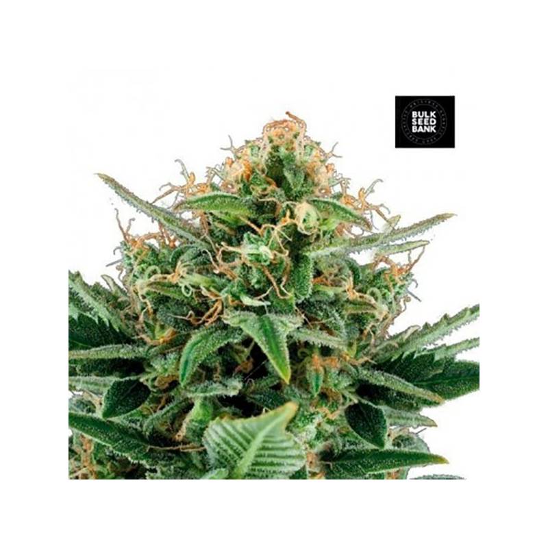 Jack Hair Feminizada de Bulk Seeds Bank