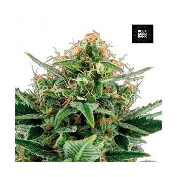 Jack Hair Feminizada de Bulk Seeds Bank