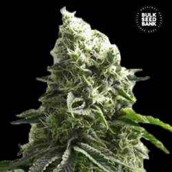 K 2 Feminizada de Bulk Seeds Bank