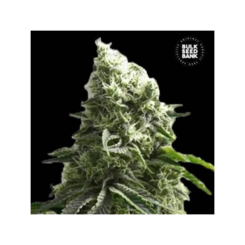 K 2 Feminizada de Bulk Seeds Bank