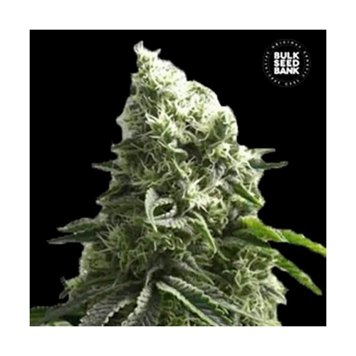 K 2 Feminizada de Bulk Seeds Bank