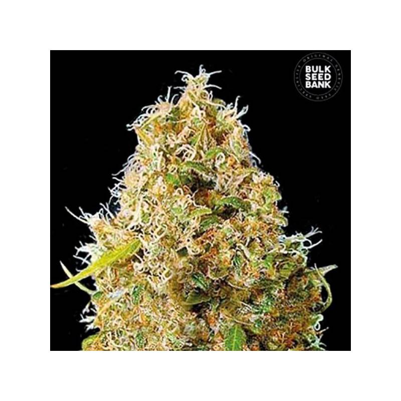 Kali's Mistery Feminizada de Bulk Seeds Bank Kali's Mistery Feminizada de Bulk Seeds Bank