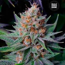 Lavender Feminizada de Bulk Seeds Bank