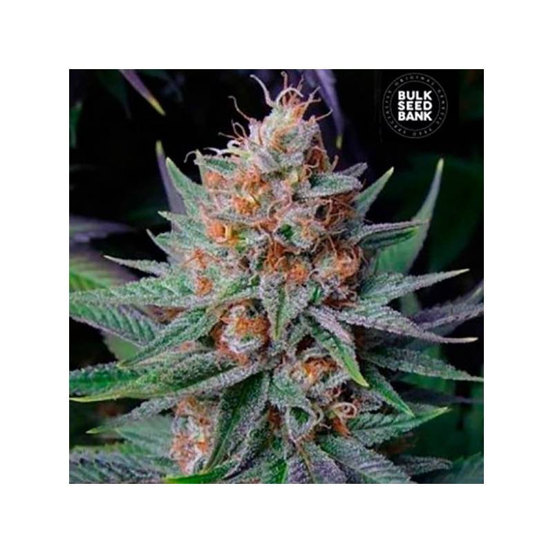 Lavender Feminizada de Bulk Seeds Bank