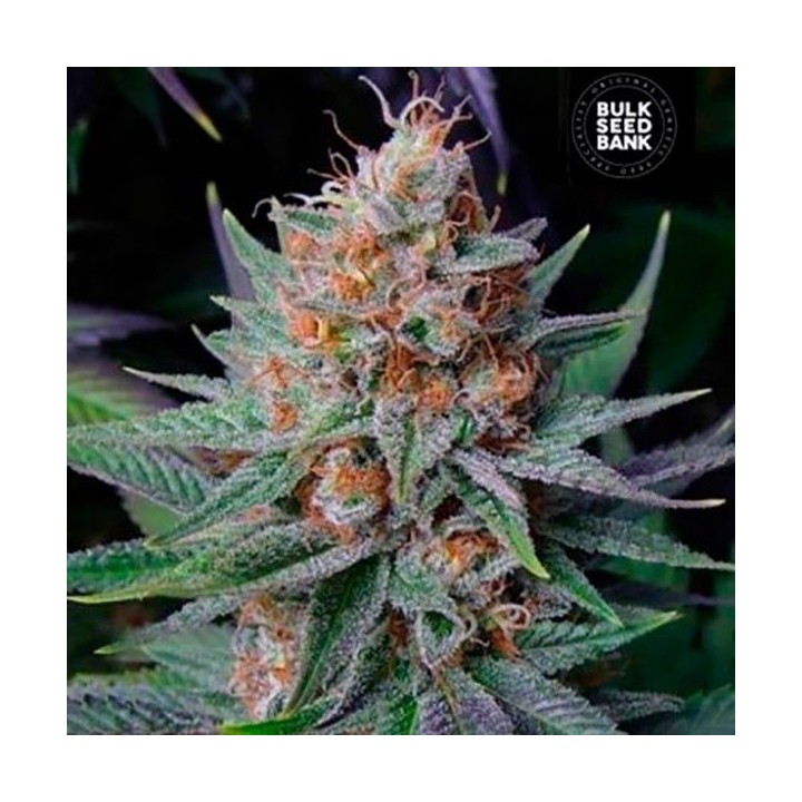 Lavender Feminizada de Bulk Seeds Bank