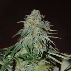 Psychdelic Feminizada de Bulk Seeds Bank