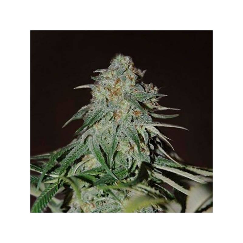 Psychdelic Feminizada de Bulk Seeds Bank