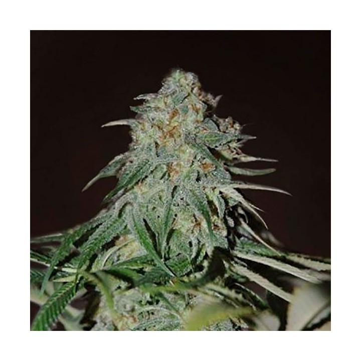 Psychdelic Feminizada de Bulk Seeds Bank