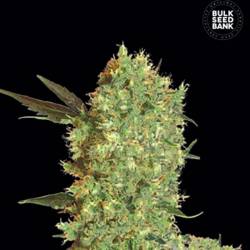 Marley's Bud Feminizada de Bulk Seeds Bank