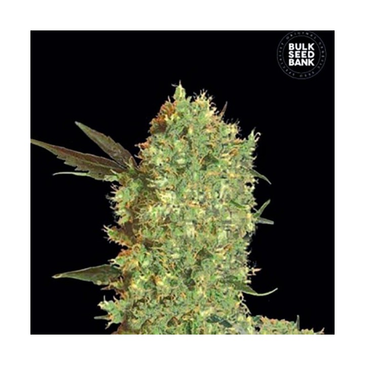 Marley's Bud Feminizada de Bulk Seeds Bank