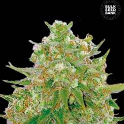 Master Kush Feminizada de Bulk Seeds Bank