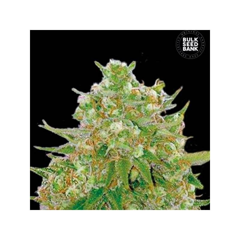 Master Kush Feminizada de Bulk Seeds Bank