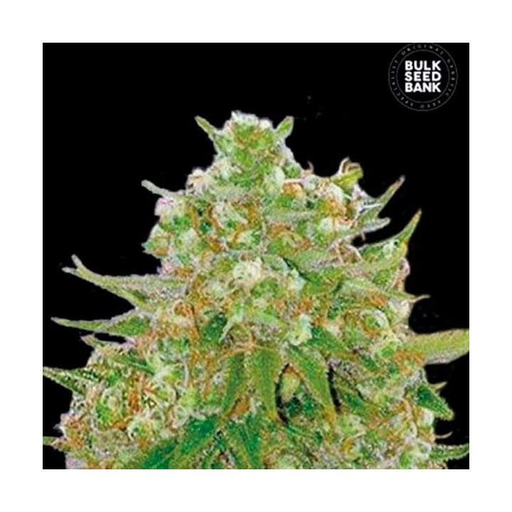 Master Kush Feminizada de Bulk Seeds Bank
